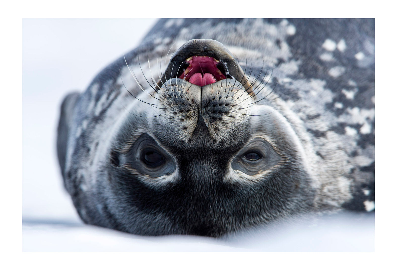 The smiling face of a cute Weddell Seal pup resting on the sea ice. Turtle Rock, Erebus Bay, McMurdo Sound, Ross Island, Antarctica.