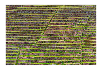 The Inca constructed agricultural terraces on the steep hillside. Pisac, Peru.