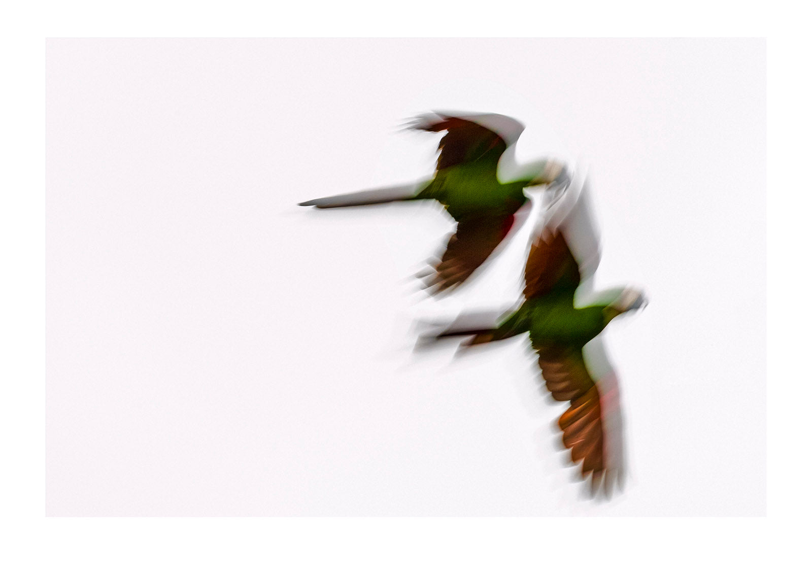 Life in motion. A pair of macaw fly above the  rainforest as the sun sets over the Amazon. Tambopata Research Centre, Chuncho Claylick, Tambopata National Reserve, Peru.