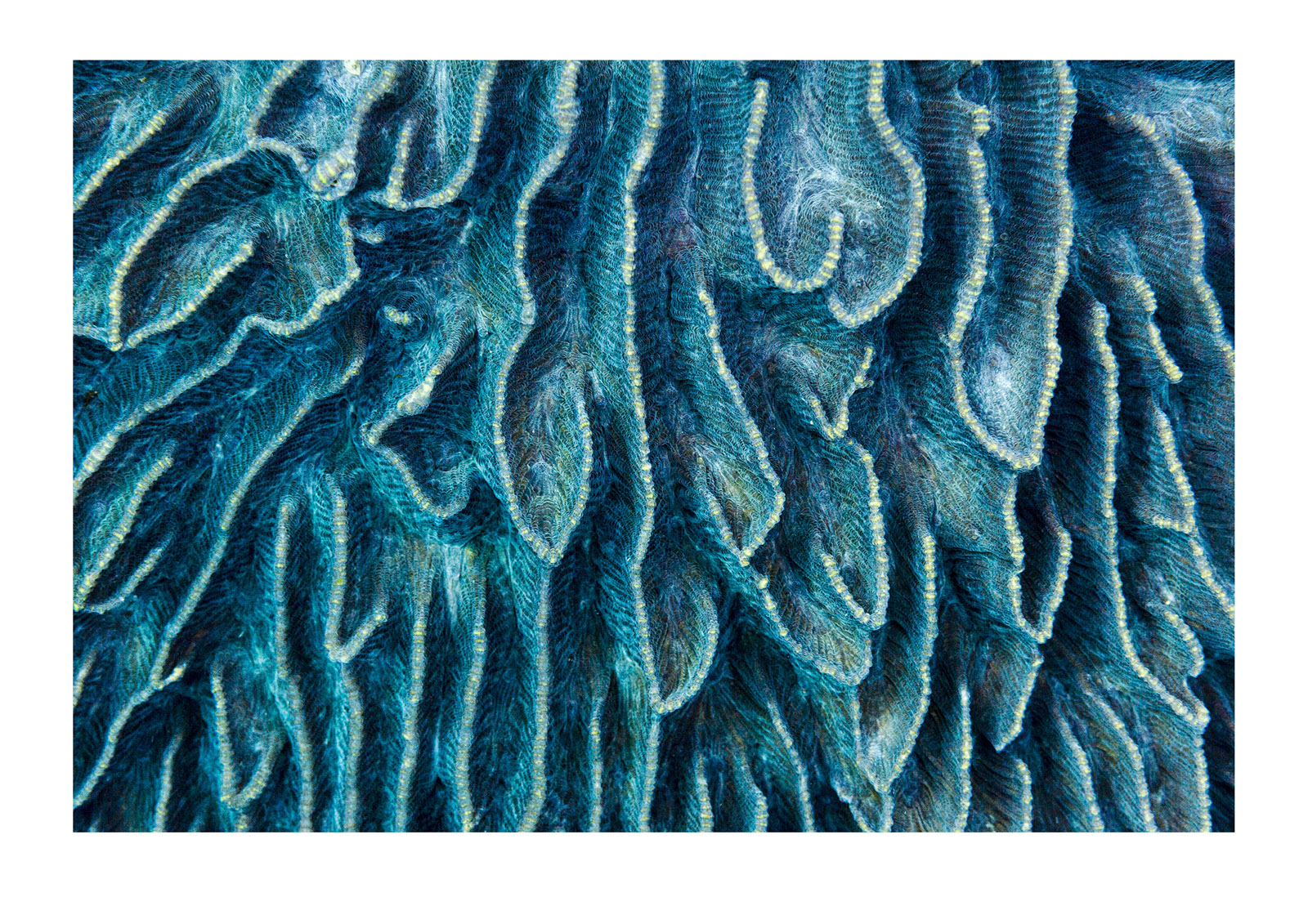 Blue velvet folds in the surface of a hard coral only meters from a pristine sandy beach on a uninhabited island in Raja Ampat. The more you look at corals the more there is to see; search for patterns, contrast, textures and animals. Raja Ampat, West Papua.