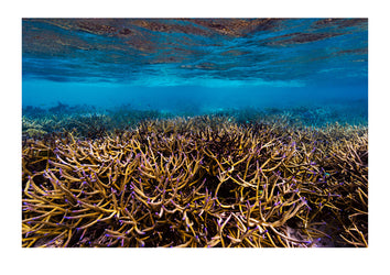 Pristine staghorn coral forests bathe in tropical sunshine along the coastline of Papua New Guinea. These reefs provide a sanctuary acting as a nursey for young fish.