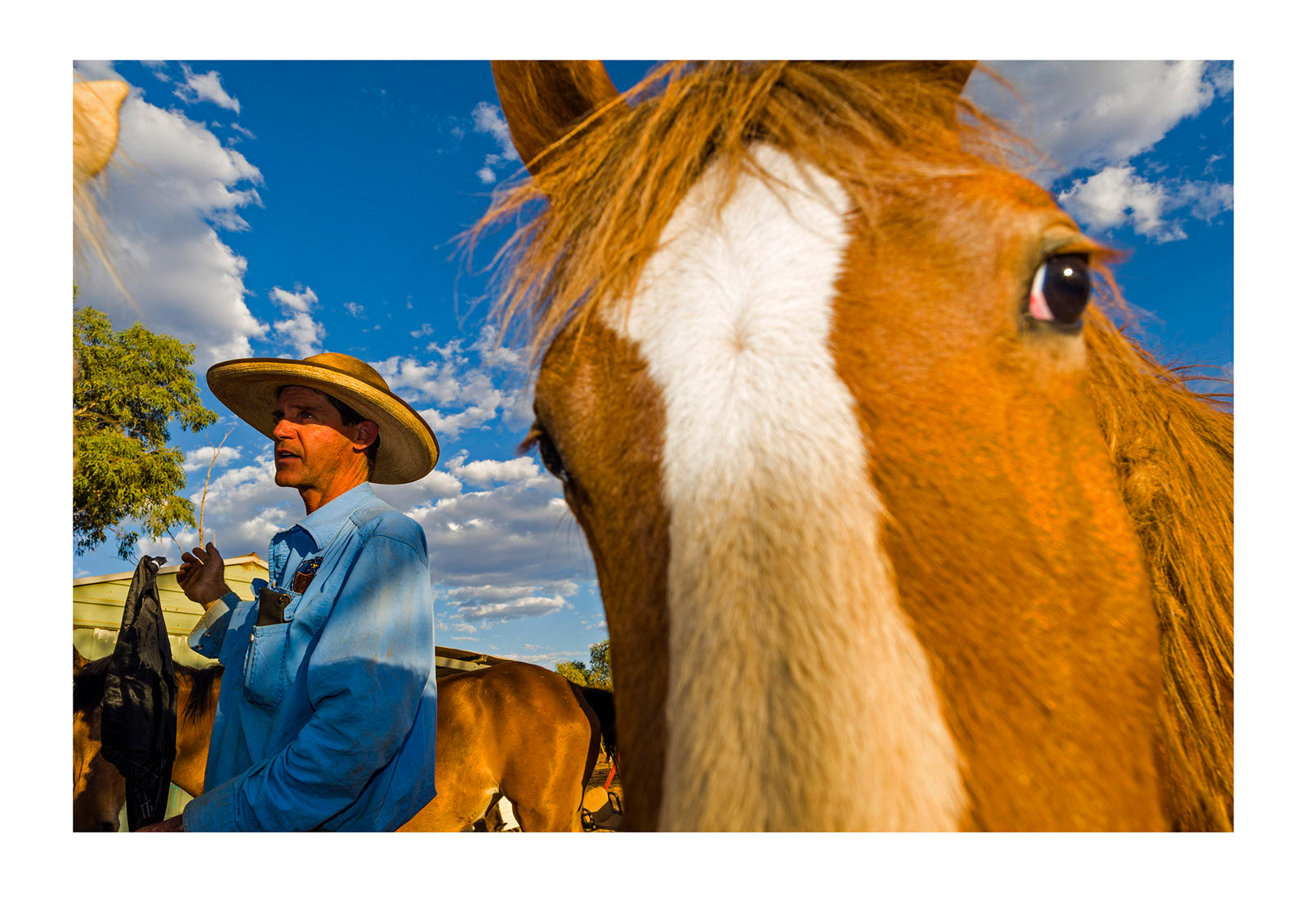A curious brumby looks into the camera during training with a horse master. In Australia wild horses are known as brumby and as a group, a mob. Namatjira, Ipolera Out Station, Northern Territory, Australia