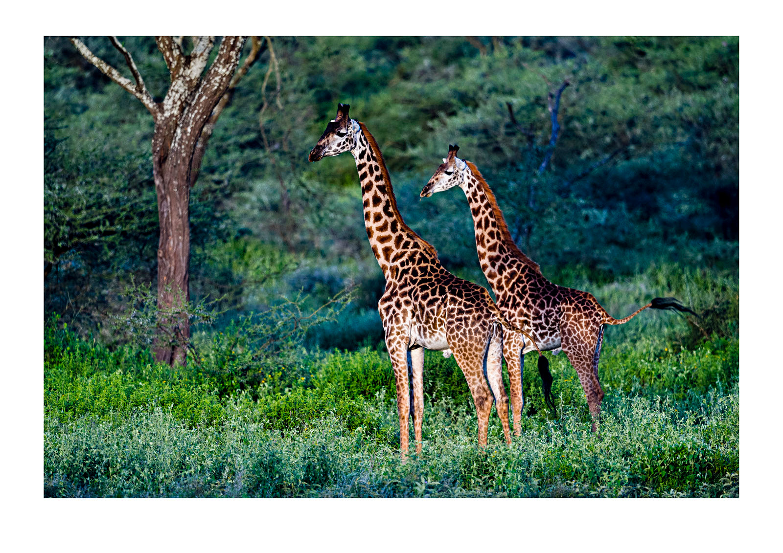 A pair of Giraffe watch a pride of lion as they move through a lush woodland. Eventually the adolescent cubs chased the giraffe for fun, setting them off at a loping gallop.  Ndutu, Serengeti National Park, Tanzania