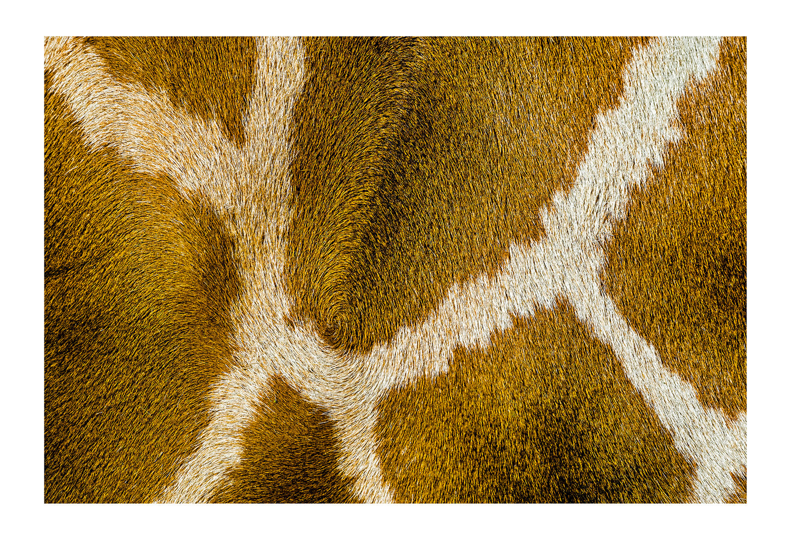 The reticulated mosaic fur pattern on the skin of a Giraffe flank. Sydney, New South Wales, Australia.