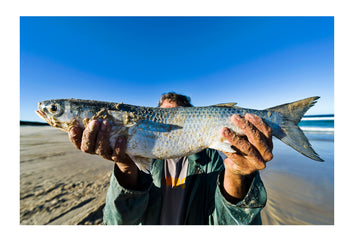 A fisherman proudly displays a Mullet he has caught. Queensland, Australia.