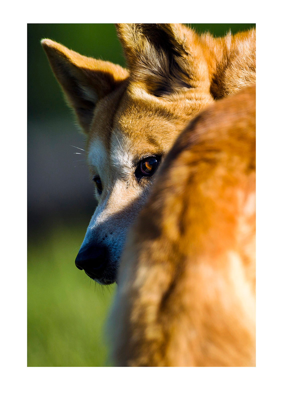 A wary dingo cautiously looking over it's shoulder. These intelligent and resourceful carnivores have been persecuted throughout much of Australia. Victoria, Australia.