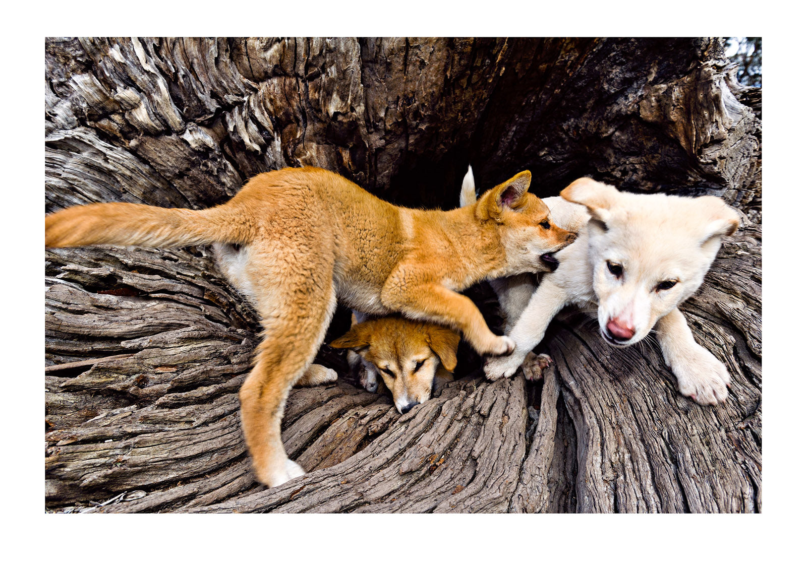 Dingo pups playing inside a hollow log testing their strength and stamina. Debate exists in Australia about the future and role of dingoes in the environment; and also their genetics, with many regions claiming that they have the purist population. Victoria, Australia.