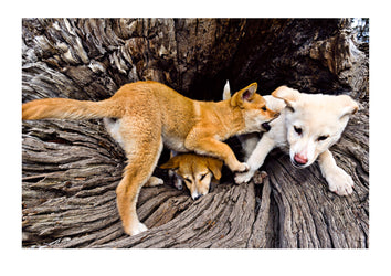 Dingo pups playing inside a hollow log testing their strength and stamina. Debate exists in Australia about the future and role of dingoes in the environment; and also their genetics, with many regions claiming that they have the purist population. Victoria, Australia.