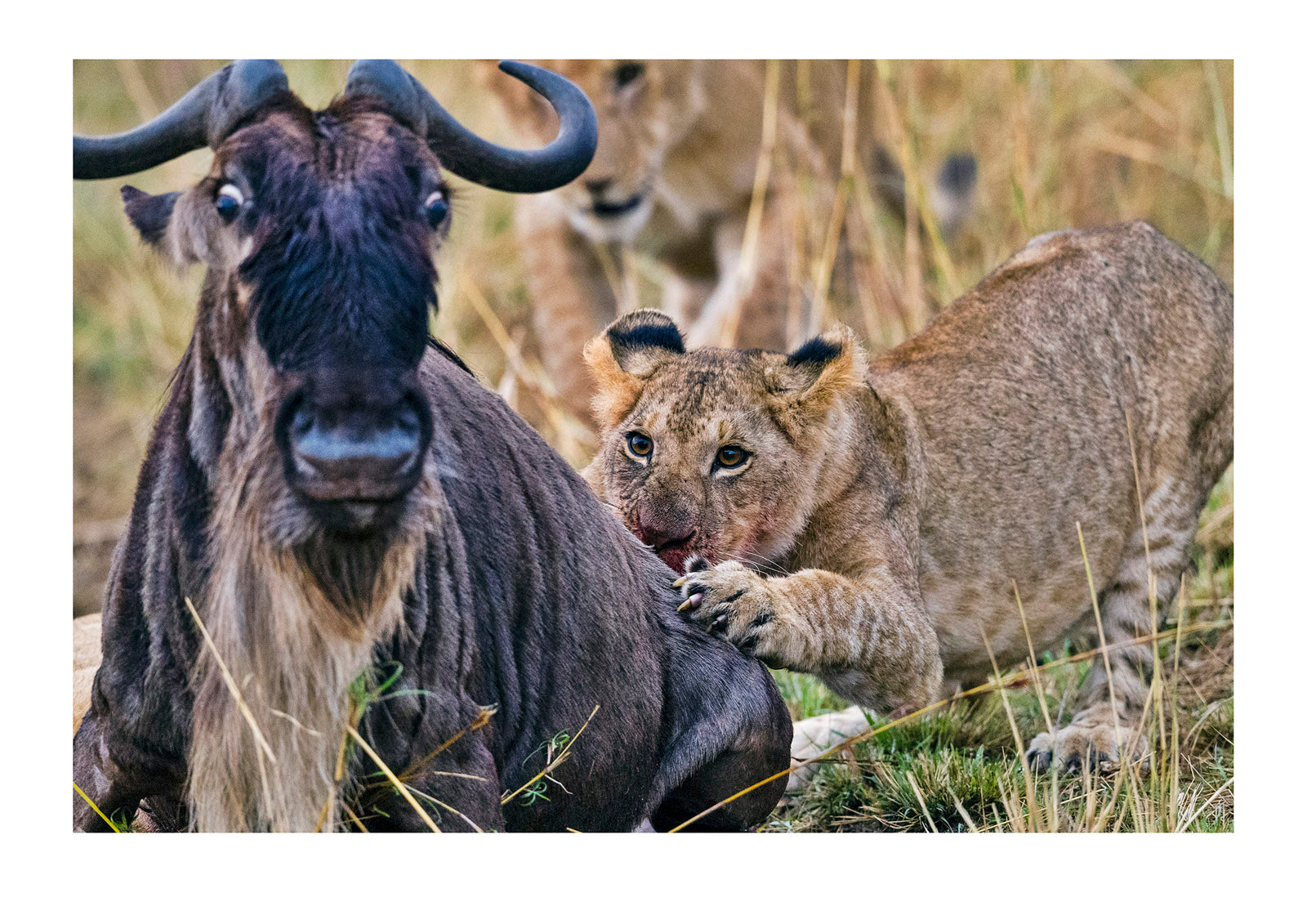 A young lion cub tackles a terrified wildebeest during the Great Migration. Serengeti National Park, Tanzania.