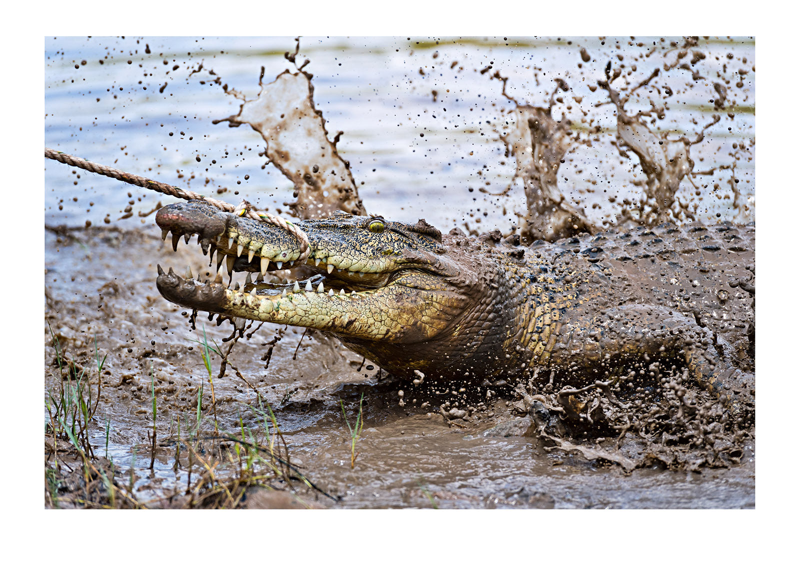 A Saltwater Crocodile being trapped for relocated away from tourists.  Northern Territory, Australia.