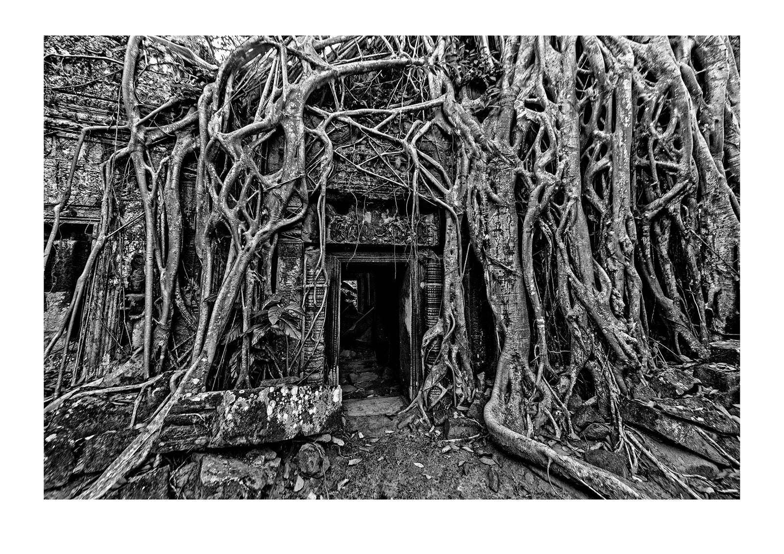 The roots of an enormous fig tree encase ancient ruins in Cambodia. The dense forests of this tropical country hide the secrets of past civilisations. Angkor Wat, Siem Reap, Cambodia.