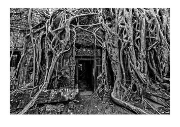 The roots of an enormous fig tree encase ancient ruins in Cambodia. The dense forests of this tropical country hide the secrets of past civilisations. Angkor Wat, Siem Reap, Cambodia.