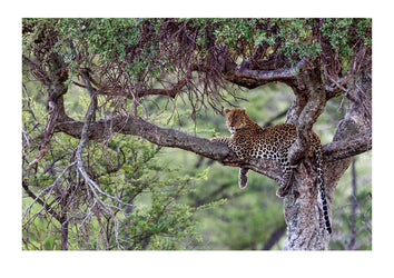 A large male African Leopard resting in an acacia tree as twilight fades into night. Serengeti National Park, Tanzania.