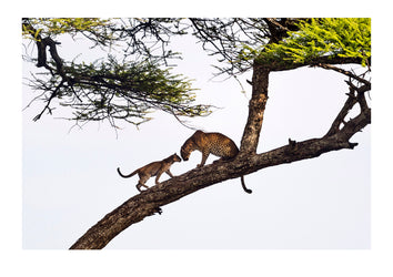 A Leopard cub climbs into the canopy of an umbrella acacia tree to greet it's mother who had been surveying the savannah for prey. Serengeti, Tanzania.
