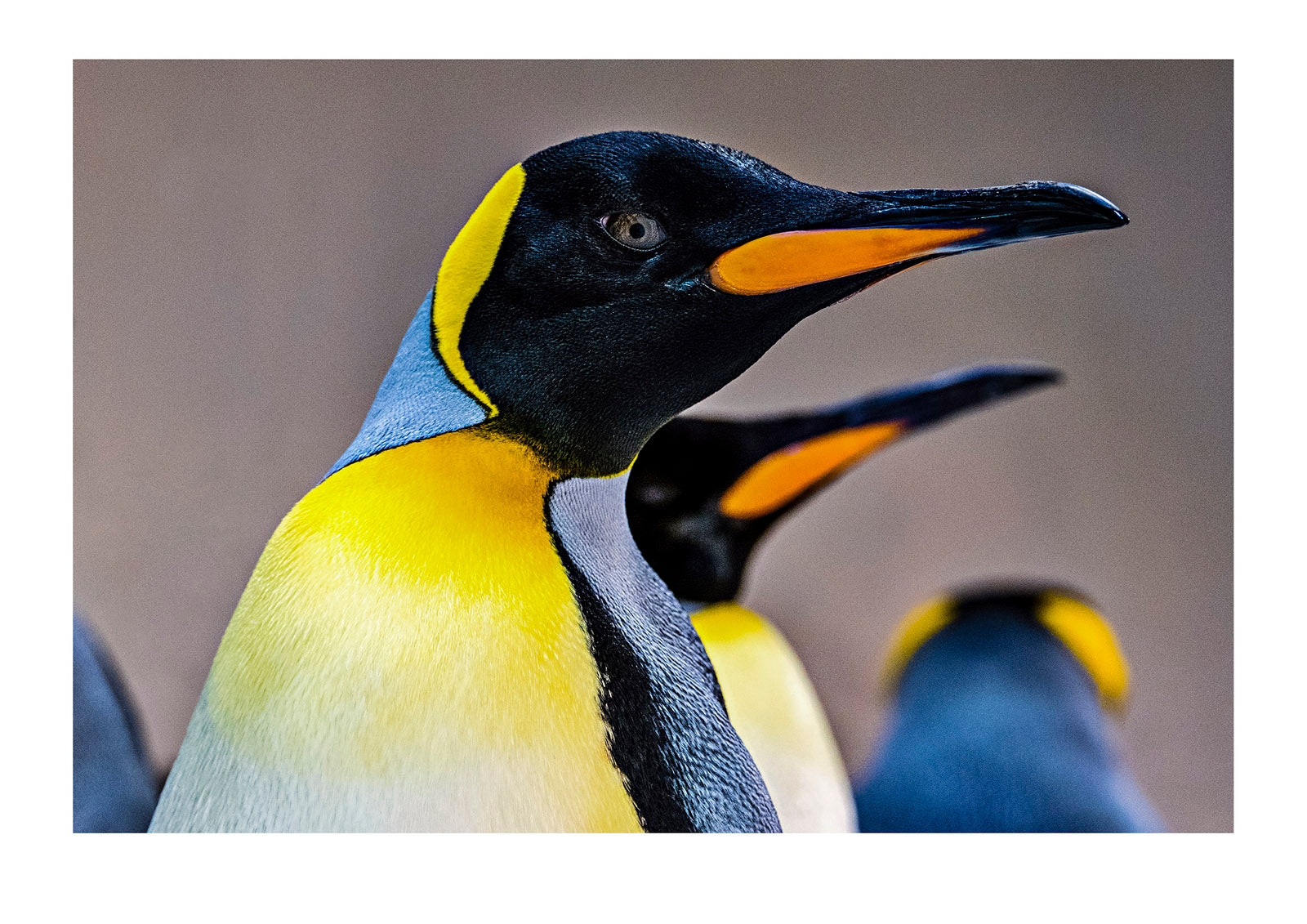 Bright yellow-orange chest feather plumage and mandible markings on a King Penguin. Melbourne, Victoria, Australia.