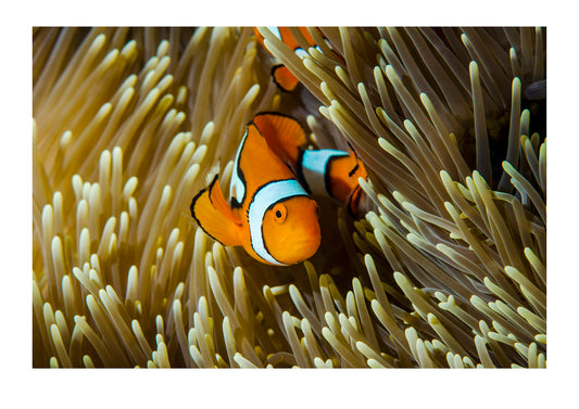 An Anemonefish suspended among the fluorescent stinging tentacles of its anemone home. This symbiotic relationship benefits both species; the fish receives a safe and almost impenetrable home among the ever-dancing tentacles, and the anemone has a defender from polyp eating fish and a gardener to keep it clean of algae.  
