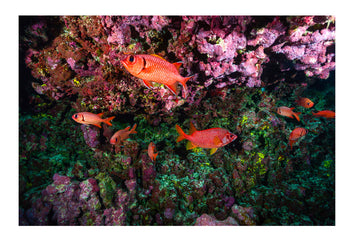 A shoal of bright red Squirrel Fish sheltering beneath a coral reef overhang. Makatea Atoll, Tuamotu Archipelago, French Polynesia.