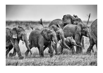 A herd of African Elephants stampede across the savannah surrounding a calf for protection. Serengeti National Park, Tanzania