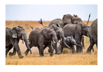 A herd of African Elephant stampede across the Serengeti plain at the height of the dry season. Note how they surround the small calf to protect it from predators. A pride of lion were sitting nearby, and a cat emerging from the dry grass likely startled the elephants into action.