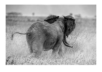 An African Elephant kicks dust into the air during a threat display whilst trumpeting and flapping it's ears. Serengeti National Park, Tanzania
