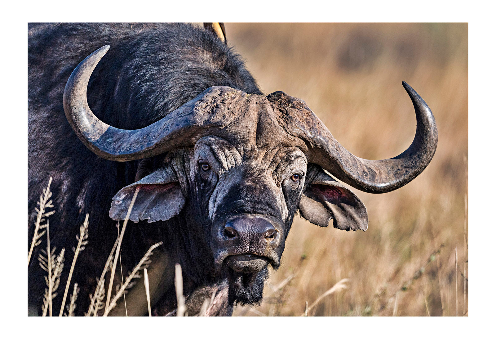 The enormous pointed horns and wrinkled face of an old African Buffalo bull, Syncerus caffer. Serengeti National Park, Tanzania