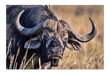 The enormous pointed horns and wrinkled face of an old African Buffalo bull, Syncerus caffer. Serengeti National Park, Tanzania