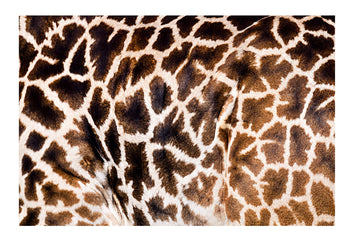 The mosaic jigsaw patterns on the flank hide skin of a Masai giraffe. I have always looked for the art in the mosaic of a giraffes hide. The patterns are always different, ebbing and flowing across the skin like an enormous walking canvas. When the light hits the sheen of the fur it dances like sunlight on water.