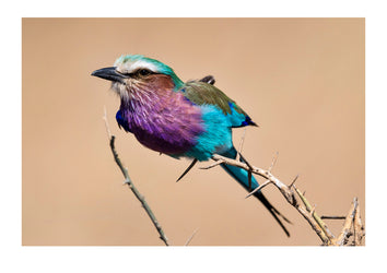 The vibrant and iridescent feather and plumage colors of a Lilac-breasted Roller perched on an acacia. Serengeti National Park, Tanzania