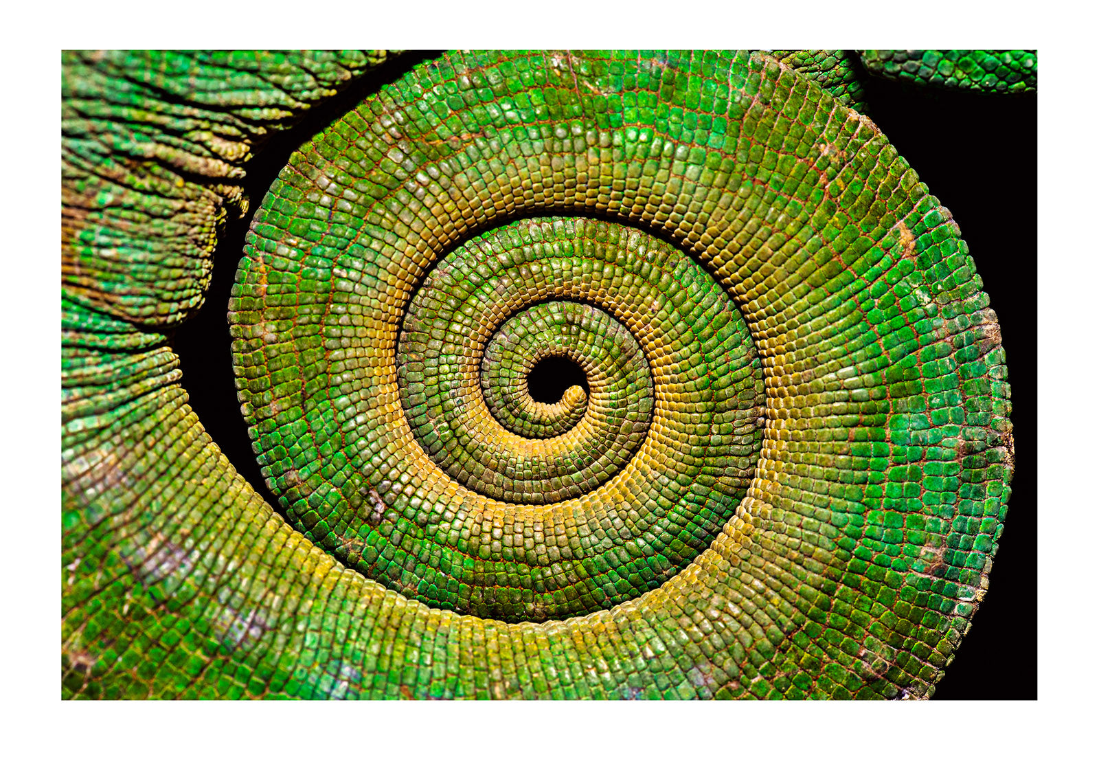 The geometric scales of a Parsons Chameleon tail. When at rest, the long prehensile appendage coils beneath the reptile in an elegant spiral. When awake and active, it becomes an anchor or fifth-leg to enable the chameleon to remain motionless whilst hunting or moving between branches.