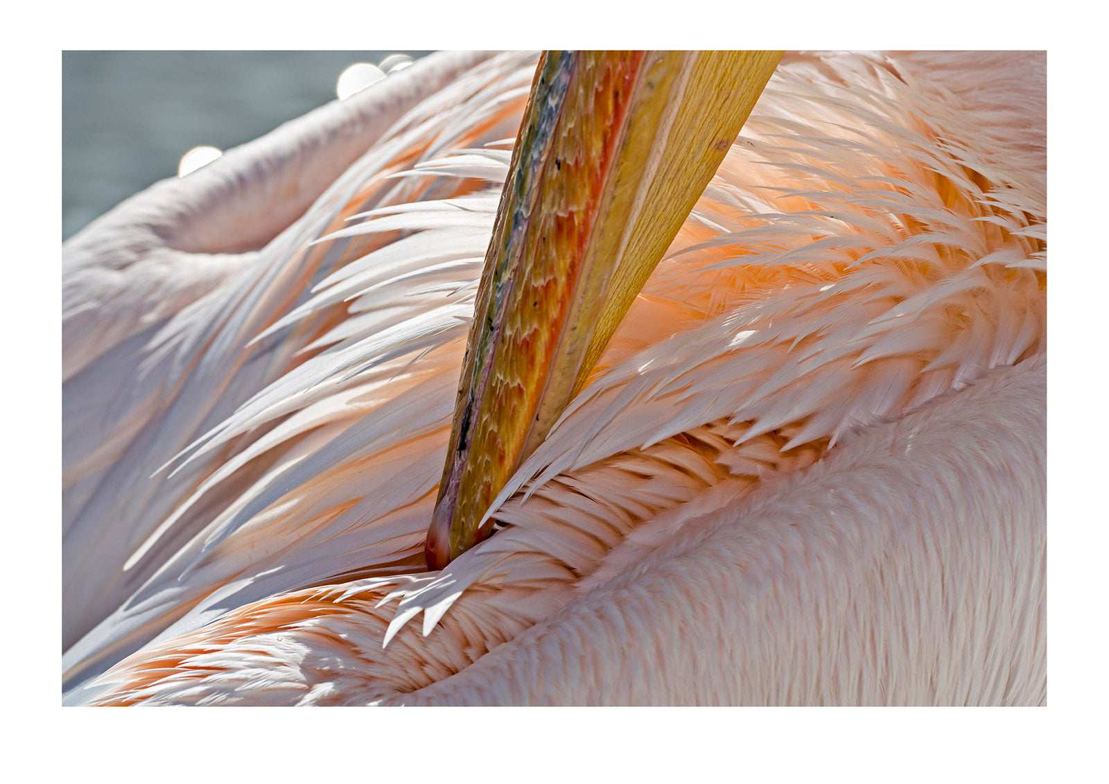 A Great White Pelican, Pelecanus onocrotalus, preening it's lustrous pink feathers to keep them waterproof. Walvis Bay, Namibia.