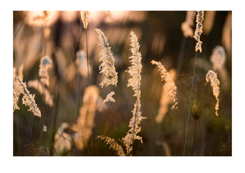 Seeding grasses collect the final rays of a setting sun cascading across a dry season floodplain. Botswana.