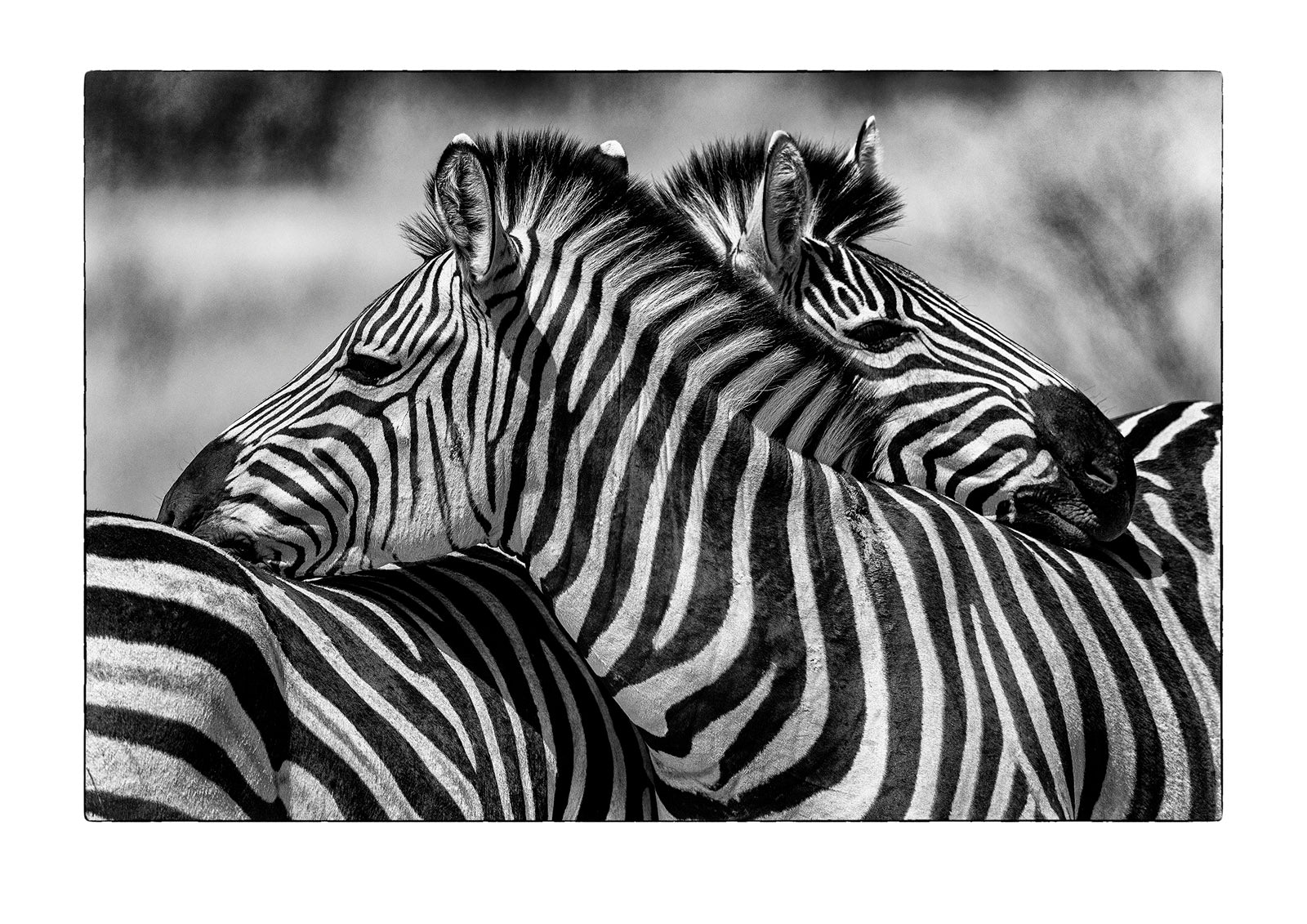 A pair of Plains Zebra also known as Burchell's Zebra, Equus quagga burchellii, rest their heads on each others backs. Okavango Delta, Moremi Game Reserve, Botswana