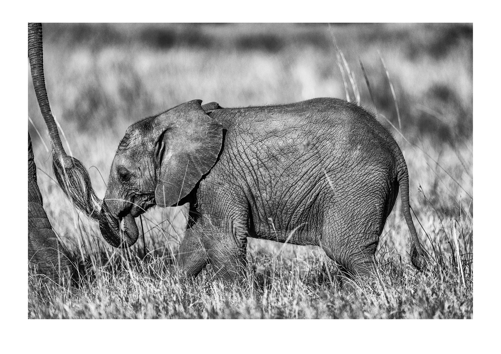 A small African Elephant calf following it's mothers tail through a grassland. Okavango Delta, Moremi Game Reserve, Botswana