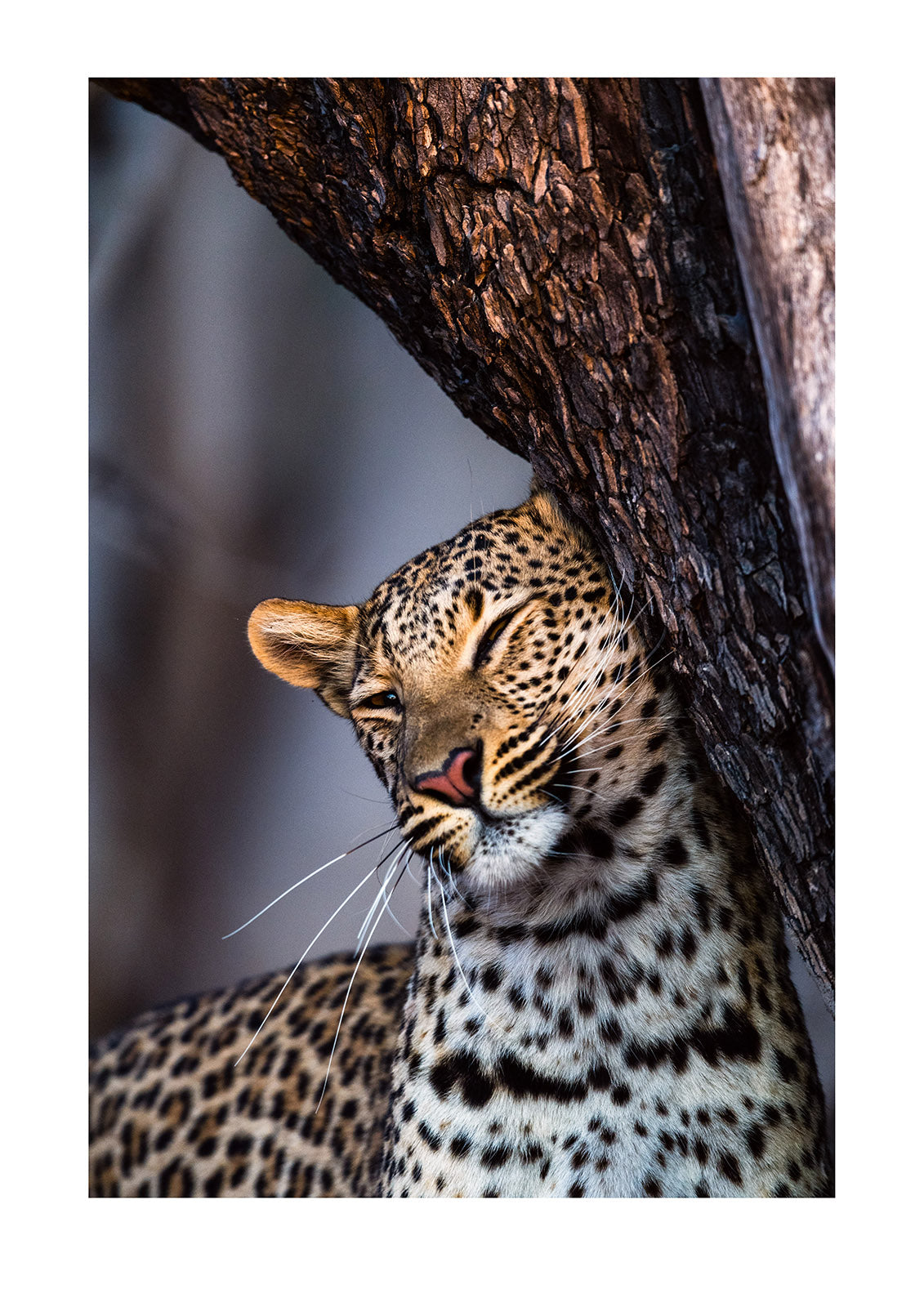 An African Leopard, Panthera pardus pardus, patrolling her territory  marking a tree trunk with her scent gland. Okavango Delta, Moremi Game Reserve, Botswana