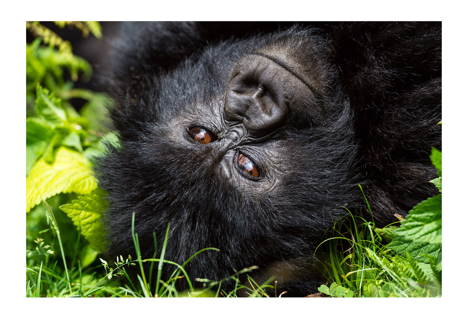 An endangered Mountain Gorilla, Gorilla beringei beringei, relaxing during the heat of the day with a smile. Volcanoes National Park, Rwanda