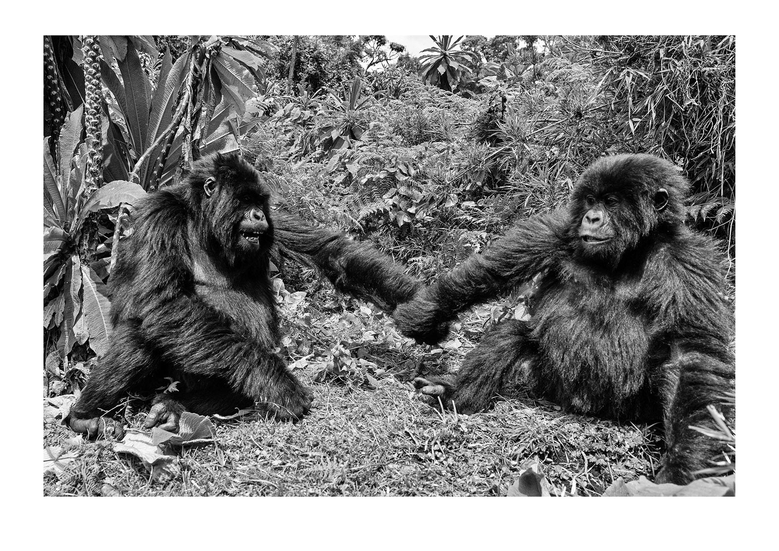 A pair of endangered Mountain Gorillas, Gorilla beringei beringei, wrestling, holding hands and bonding in the rainforest. Volcanoes National Park, Rwanda
