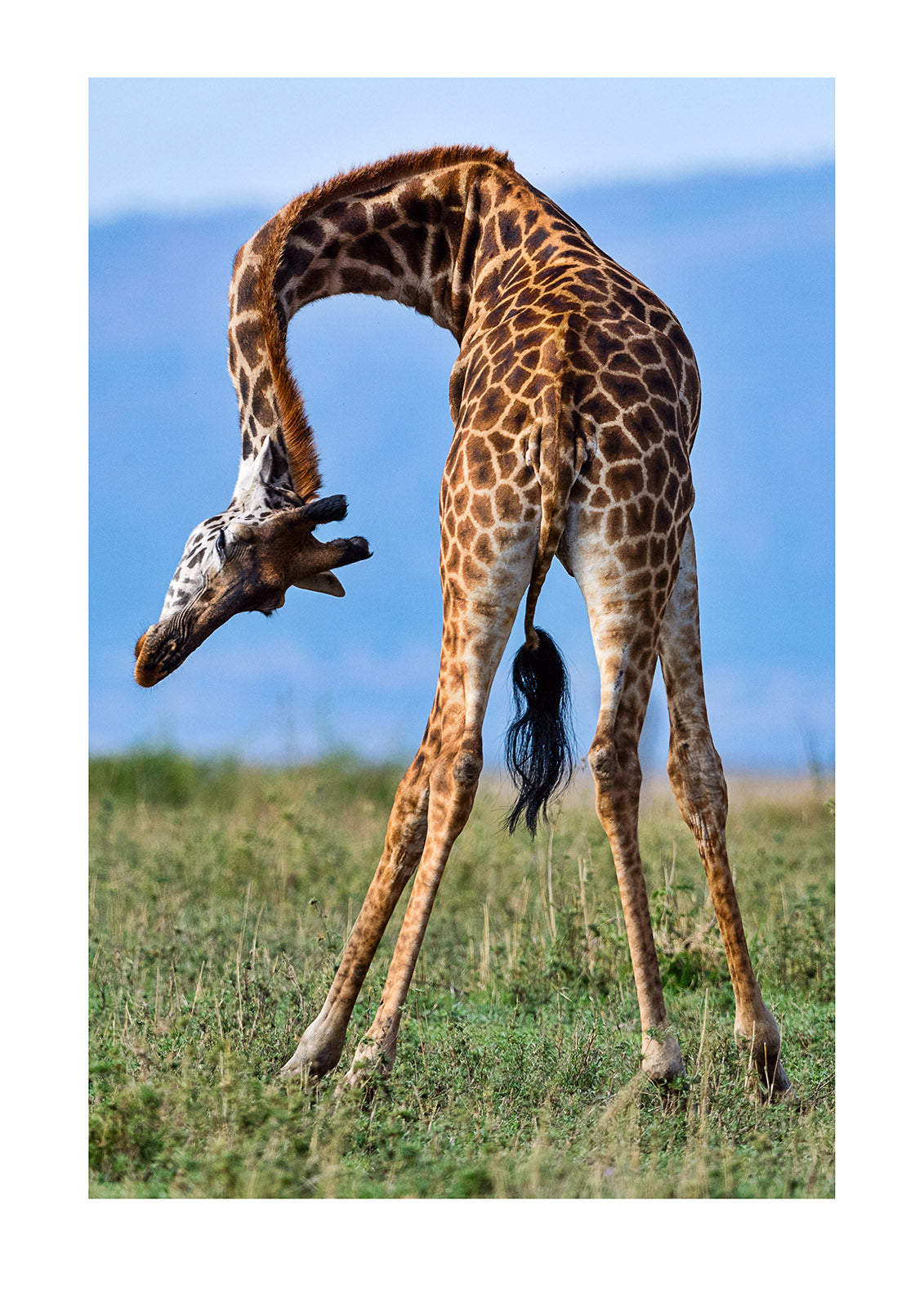 Giraffe may tower more than 6m (20ft), however they have an amazing similarity with the common house mouse who stretches out to a whopping 10cm (4in). They both possess 7x cervical vertebrae in their necks! These bones differ enormously in size but serve the same purpose.  Serengeti National Park, Tanzania.