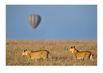 A pair of lioness hunting on the savannah at dawn watch hot air balloons drift by. An easy meal? Serengeti National Park, Tanzania.