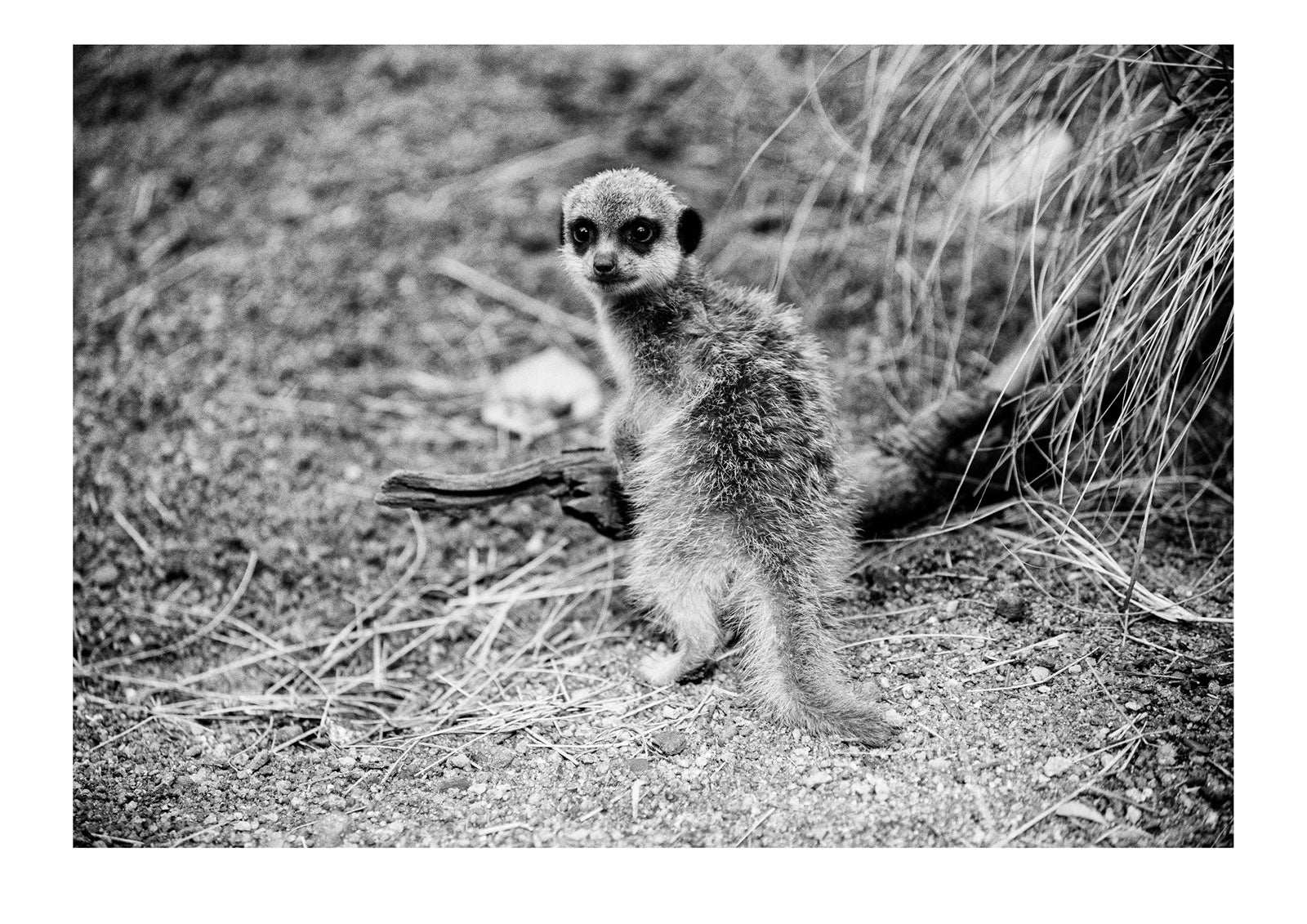 A Meerkat pup warms itself in the chill morning air. Captured on Ilford HP5 black and white negative film. Zoological Board of Victoria, Victoria, Australia.