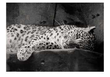 An endangered Persian Leopard sporting it's luxurious coat that has made it so popular to poachers.  Captured on Ilford HP5 black and white negative film. Zoological Board of Victoria, Victoria, Australia.