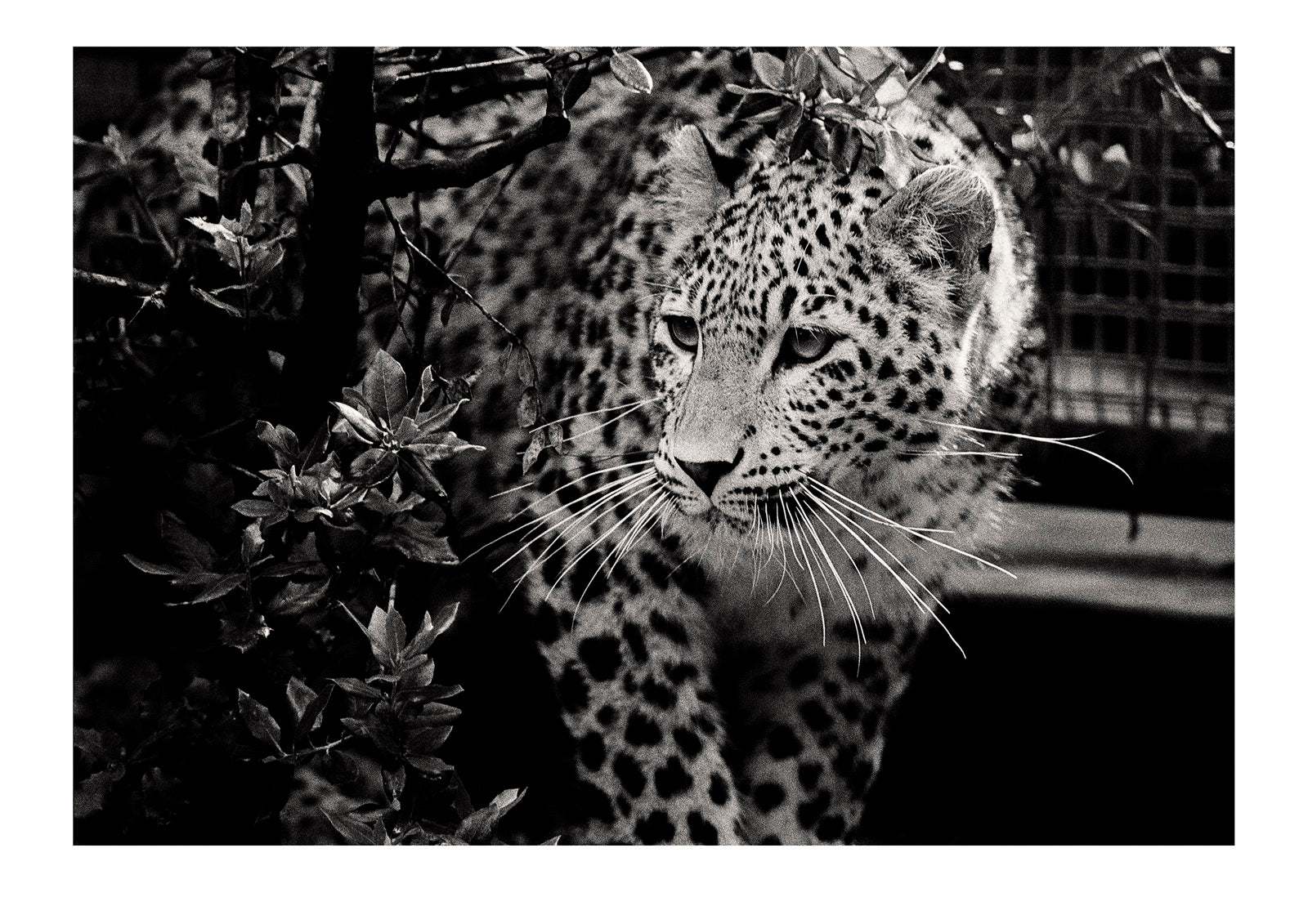 An endangered Persian Leopard sporting it's luxurious coat that has made it so popular to poachers.  Captured on Ilford HP5 black and white negative film. Zoological Board of Victoria, Victoria, Australia.