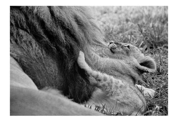A lion cub plays with his fathers long mane. Instigating this play creates a bond with the often temperamental dominant males. Captured on Ilford HP5 black and white negative film. Zoological Board of Victoria, Victoria, Australia.