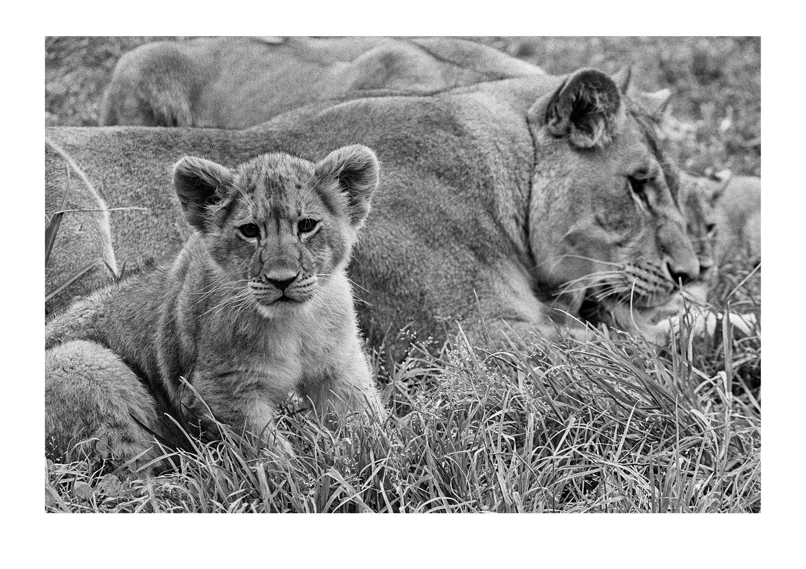 Lion cubs stay close to their mothers and aunties learning the intricacies of the sisterhood. Captured on Ilford HP5 black and white negative film. Zoological Board of Victoria, Victoria, Australia.