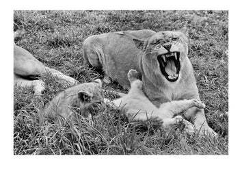 A lioness yawns displaying her enormous canines whilst her young cub wakes from a nap. Captured on Ilford HP5 black and white negative film. Zoological Board of Victoria, Victoria, Australia.