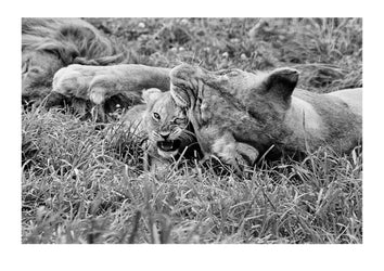 A lioness affectionately mauls the head of her cub during a play session. Captured on Ilford HP5 black and white negative film. Zoological Board of Victoria, Victoria, Australia.