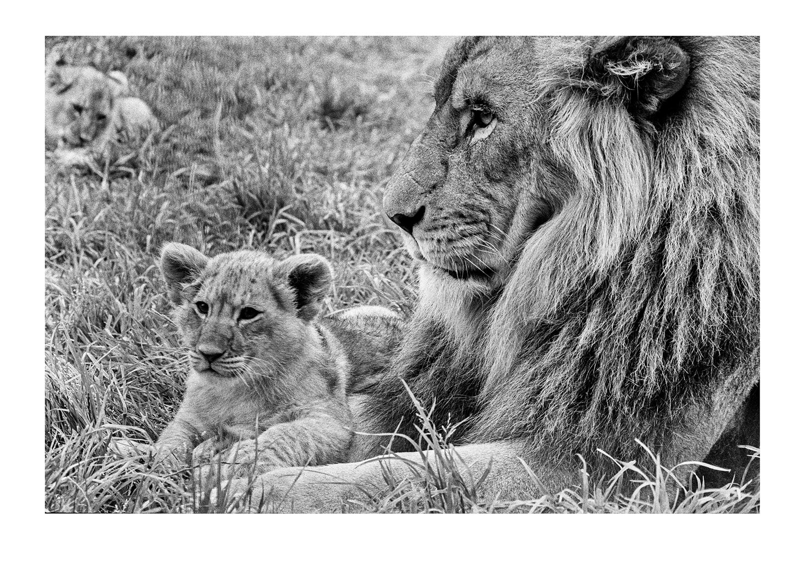 A lion cub rests across his fathers massive paw, a Simba and Mufasa moment. Captured on Ilford HP5 black and white negative film. Zoological Board of Victoria, Victoria, Australia.