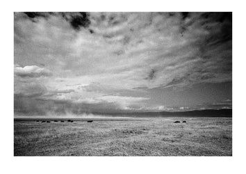 Ghostly scenes on the volcano caldera floor with a pair of critically endangered Black Rhinoceros. Captured on Ilford HP5 black and white negative film. Ngorongoro Conservation Area, Tanzania.