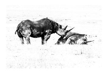 A herd of African Buffalo and a pair of Black Rhinoceros dwarfed on the immense volcano caldera floor. Captured on Ilford HP5 black and white negative film. Ngorongoro Conservation Area, Tanzania.
