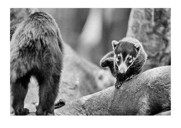 Coatimundi are carnivores from Latin America. They are omnivorous and their babies are called kits. Captured on Ilford HP5 black and white negative film. Zoological Board of Victoria, Victoria, Australia.