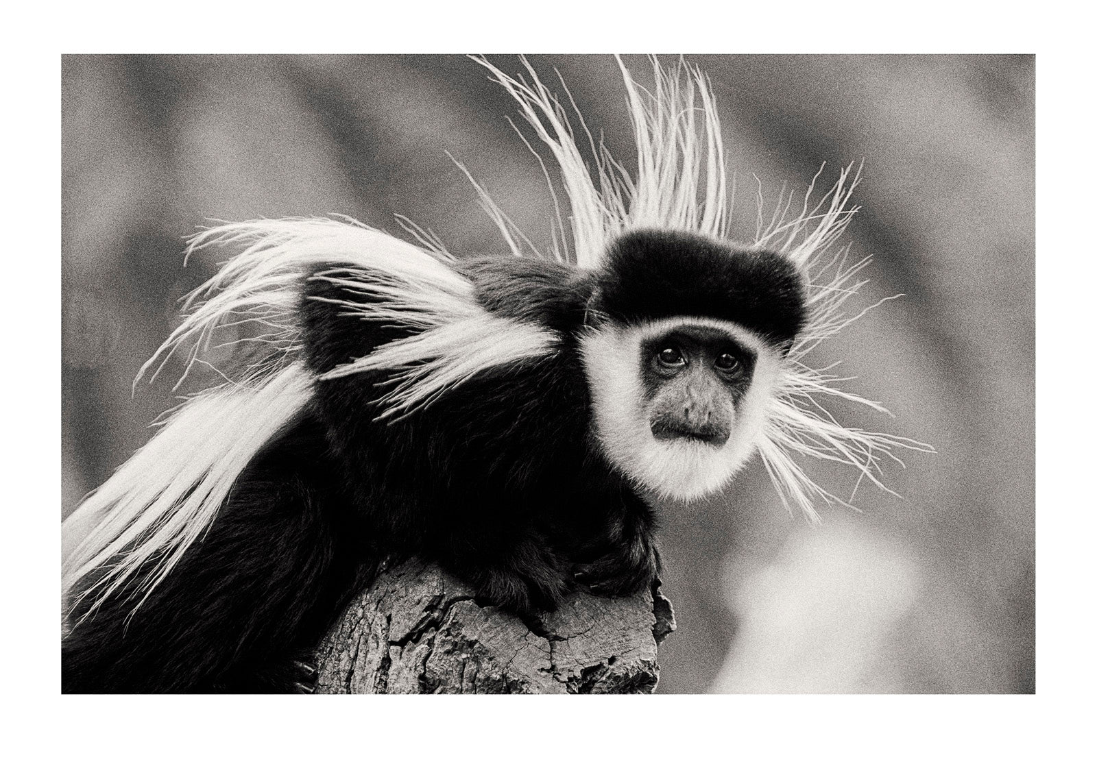 The magnificent mane of the Black and White Colobus. Captured on Ilford HP5 black and white negative film. Zoological Board of Victoria, Victoria, Australia.